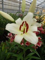 [4134 Massari No02.JPG]